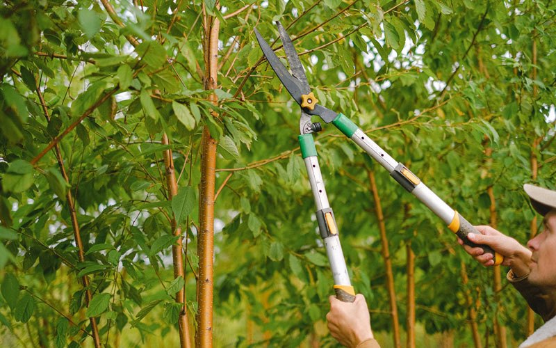 Tree trimming in Pembina, ND